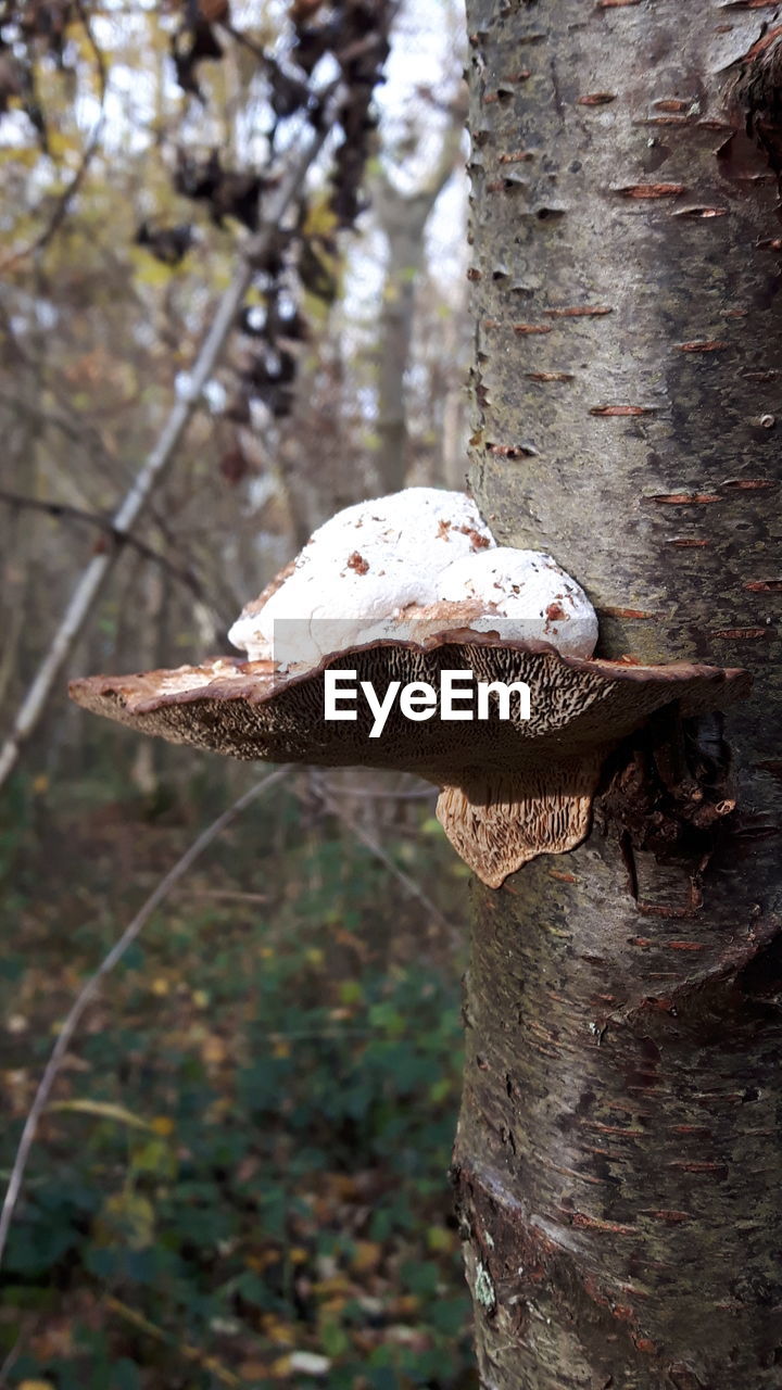 CLOSE-UP OF TREE TRUNK