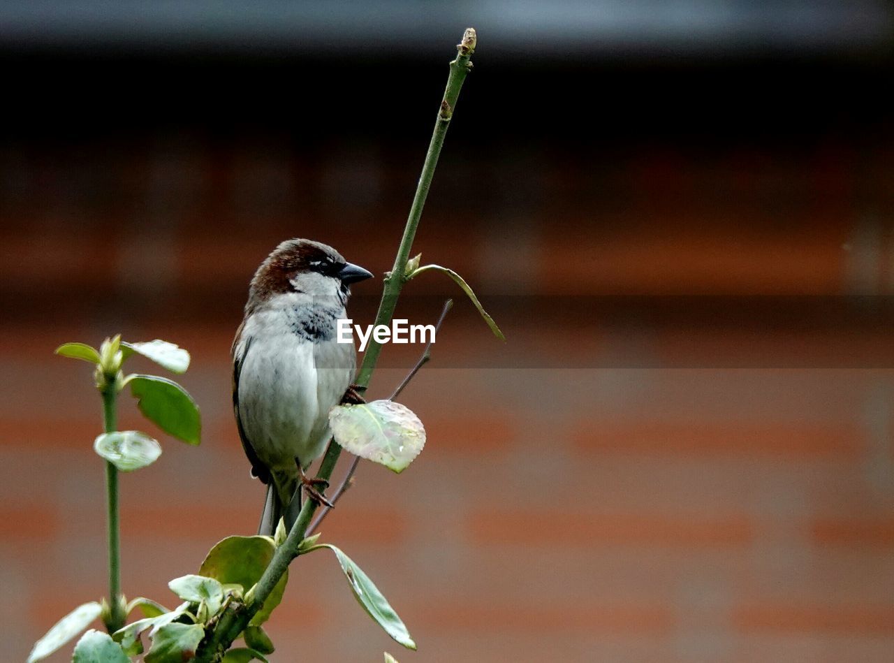 CLOSE-UP OF SPARROW PERCHING ON PLANT