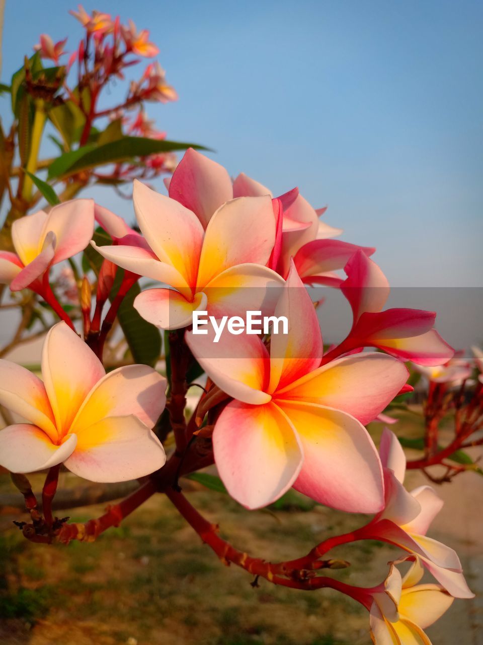 Close-up of pink flowers