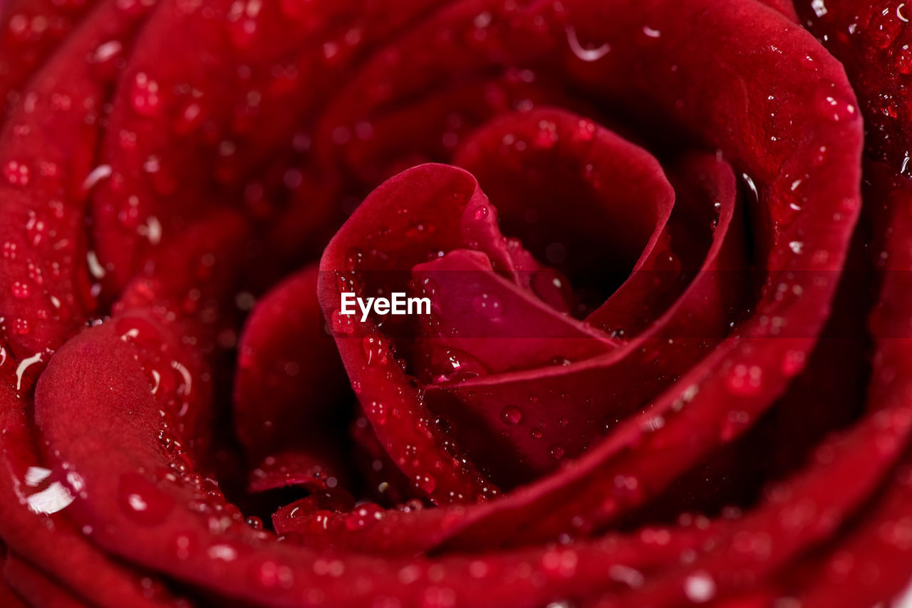 Close-up of wet red rose