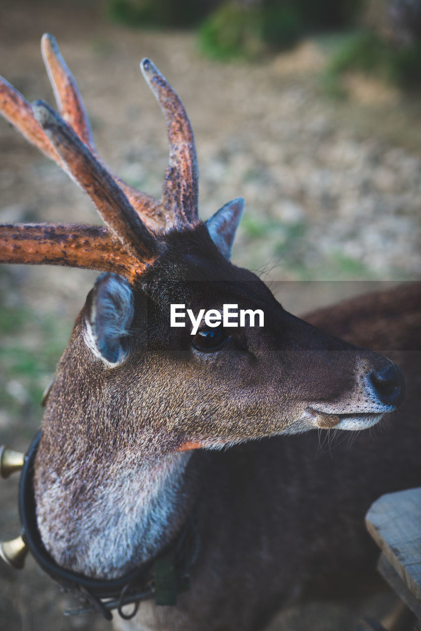 A deer with gorgeous eye