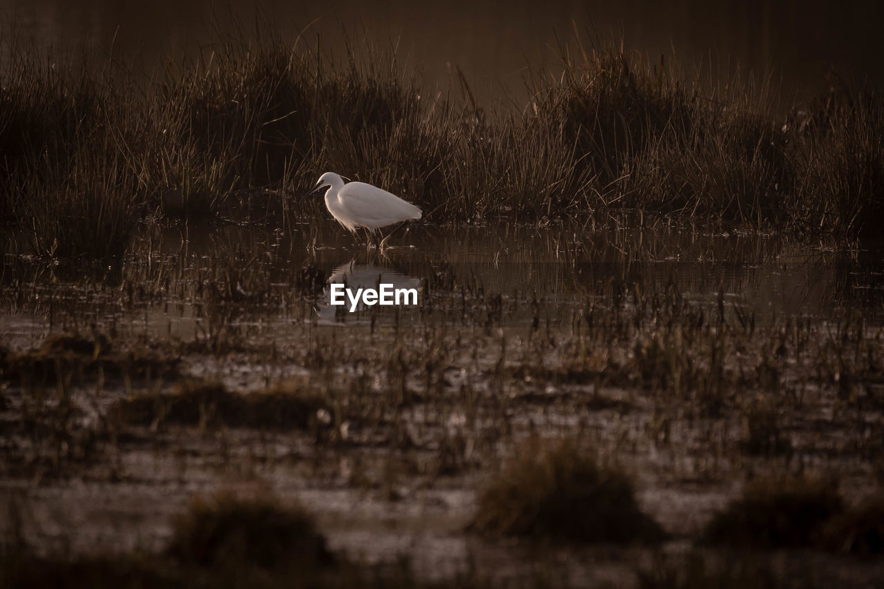 VIEW OF BIRD ON GRASS