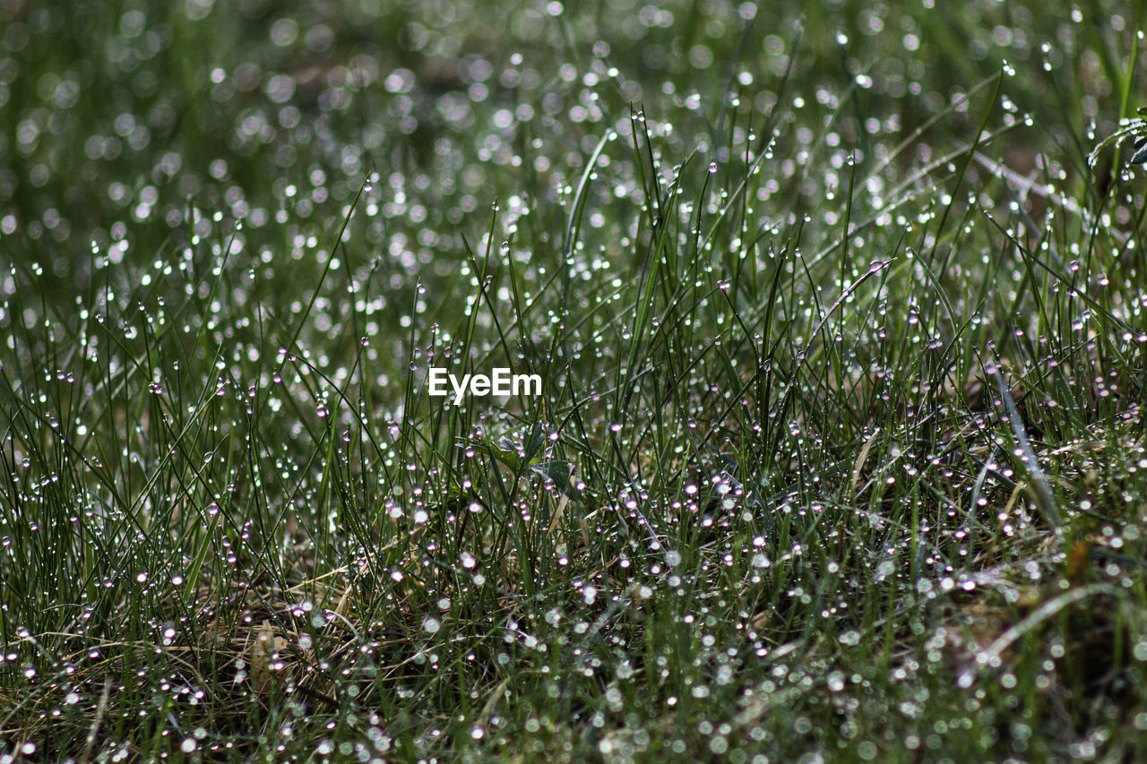 Full frame shot of wet plants during rainy season