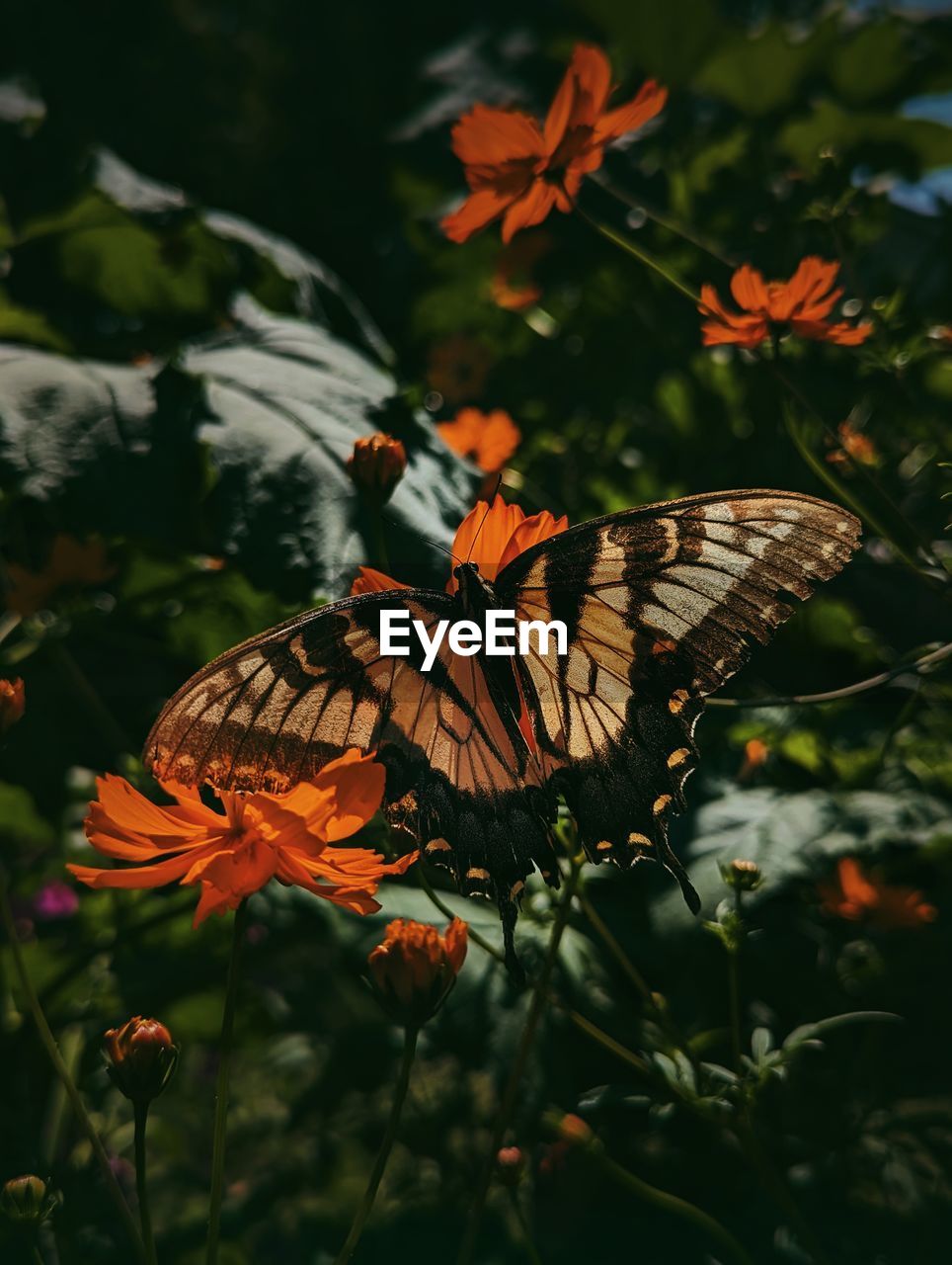 butterfly, animal themes, beauty in nature, animal, monarch butterfly, animal wildlife, flower, animal wing, moths and butterflies, plant, nature, insect, flowering plant, wildlife, one animal, close-up, no people, fragility, growth, freshness, focus on foreground, outdoors, animal body part, petal, macro photography, plant part, leaf, day, perching, orange color, pollination, flower head