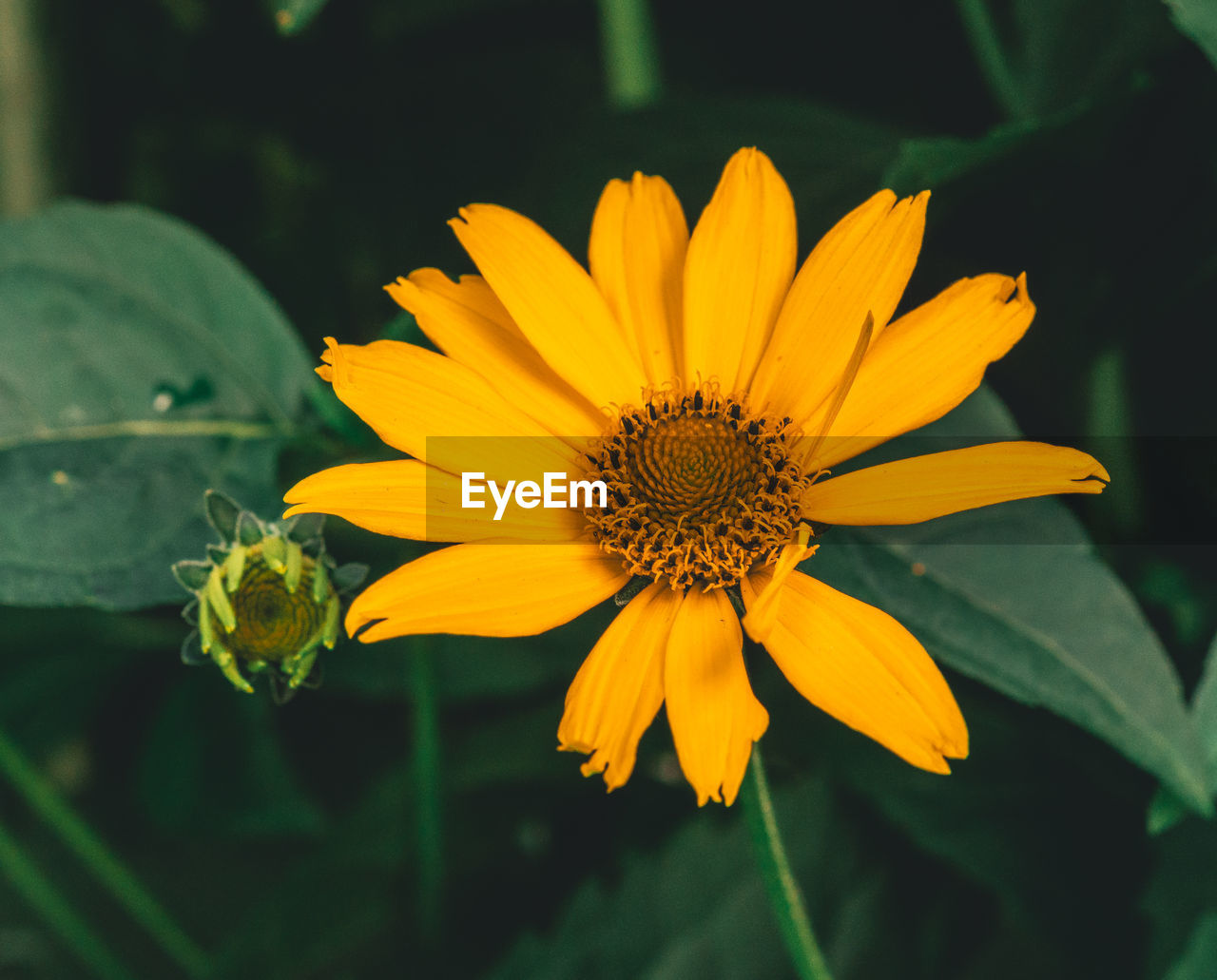 Close-up of yellow flower
