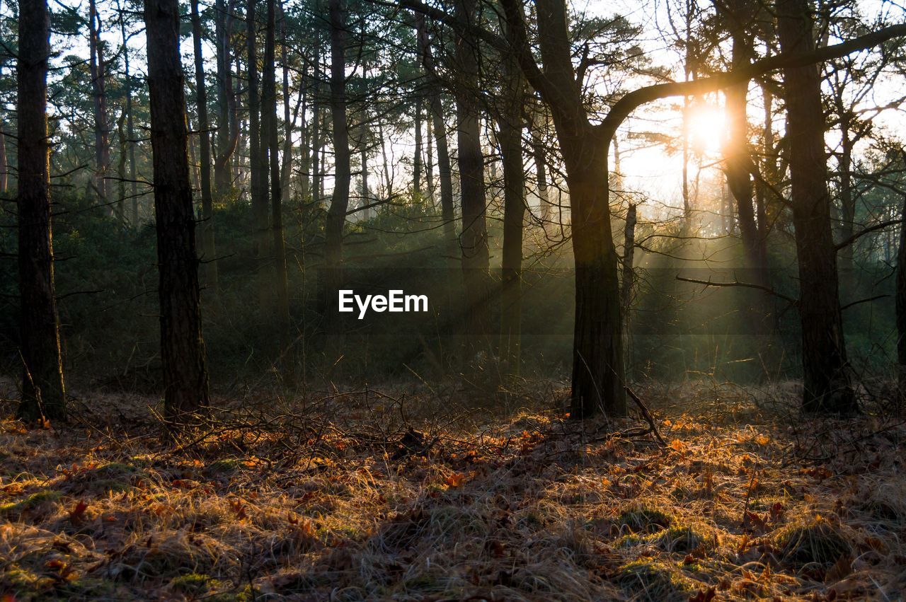 Sunbeam emitting through trees growing at forest