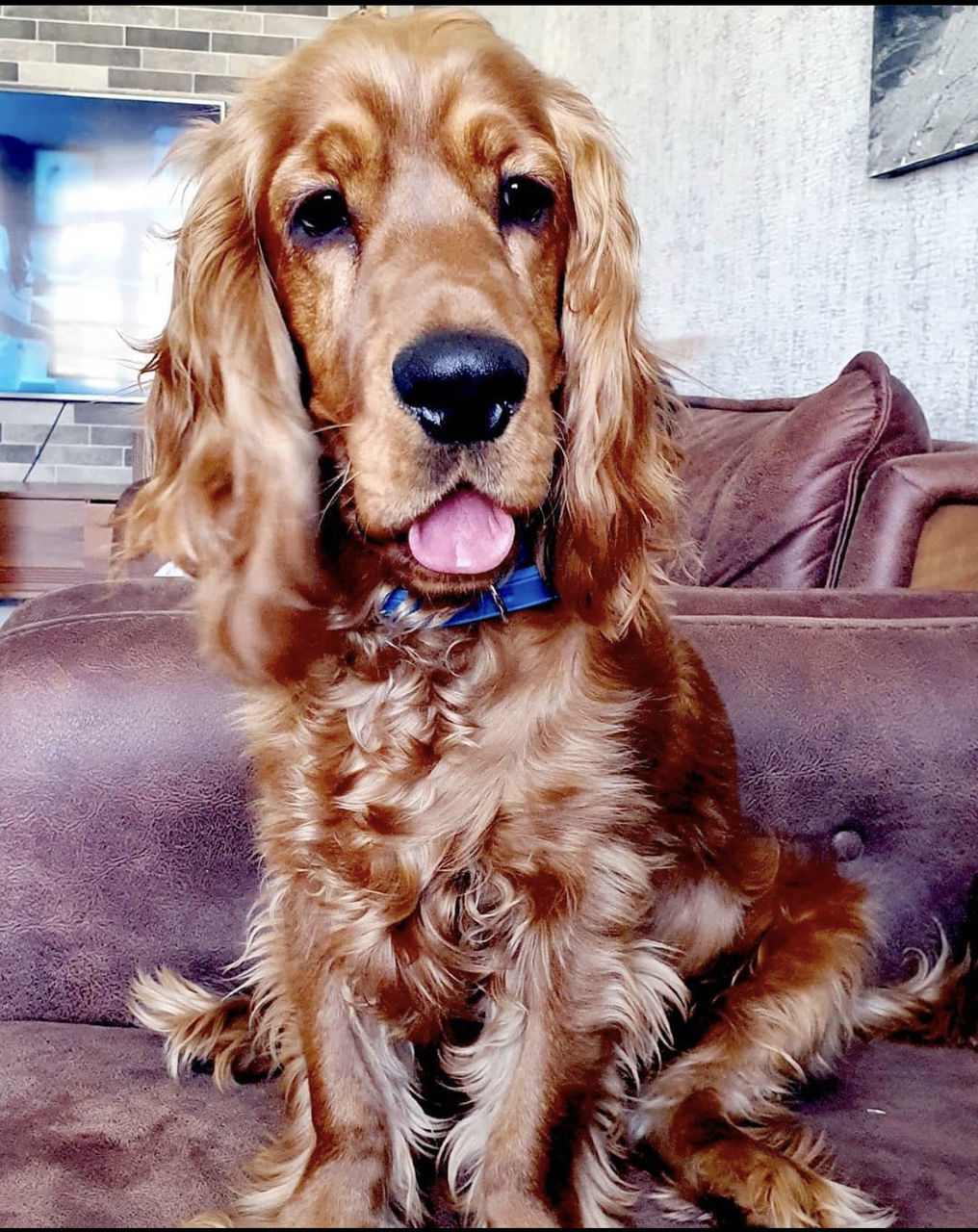 dog, canine, one animal, pet, domestic animals, animal themes, mammal, animal, setter, spaniel, portrait, irish setter, looking at camera, sitting, auto post production filter, transfer print, no people, brown, day, indoors