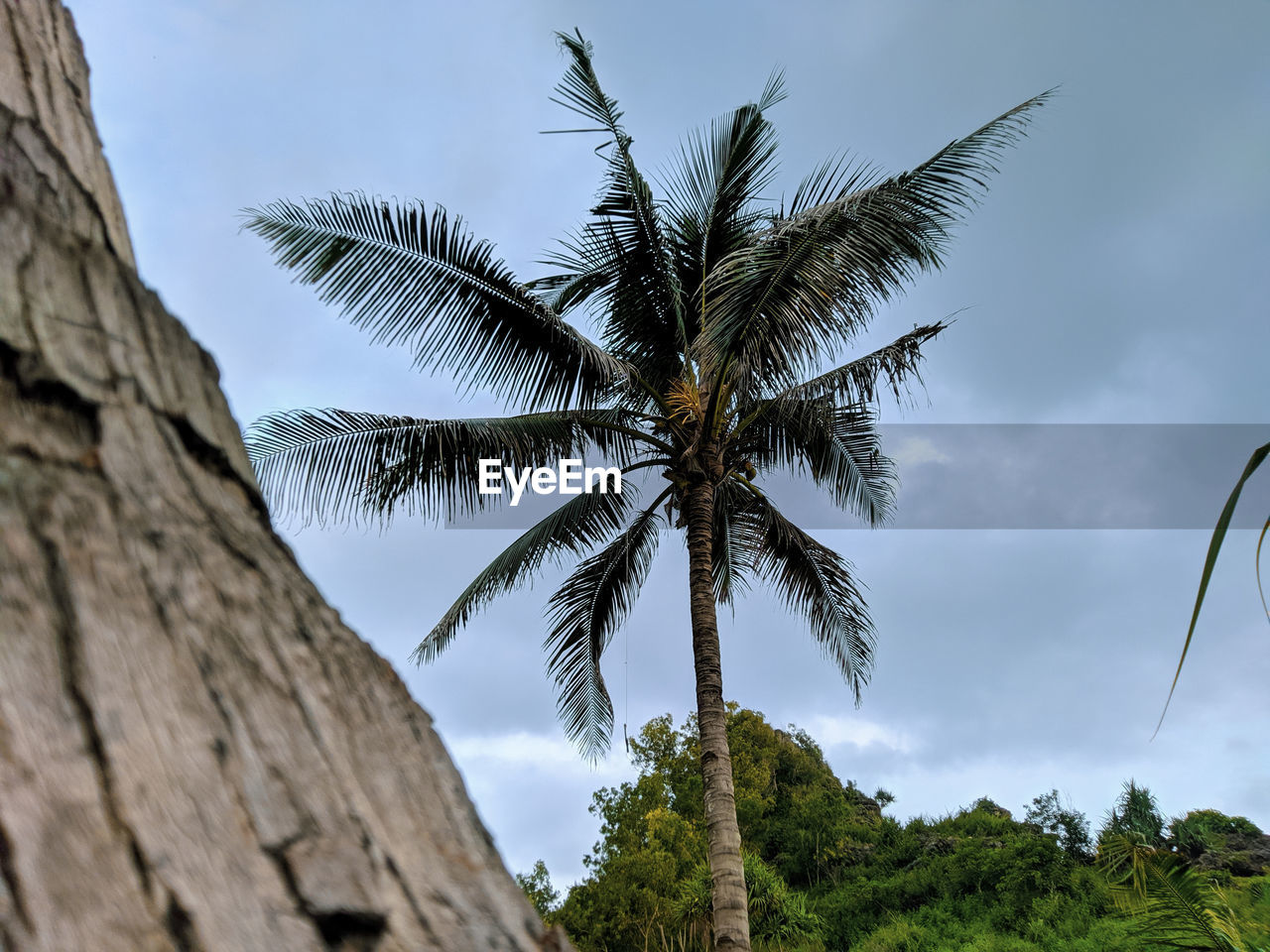 LOW ANGLE VIEW OF COCONUT PALM TREE AGAINST SKY