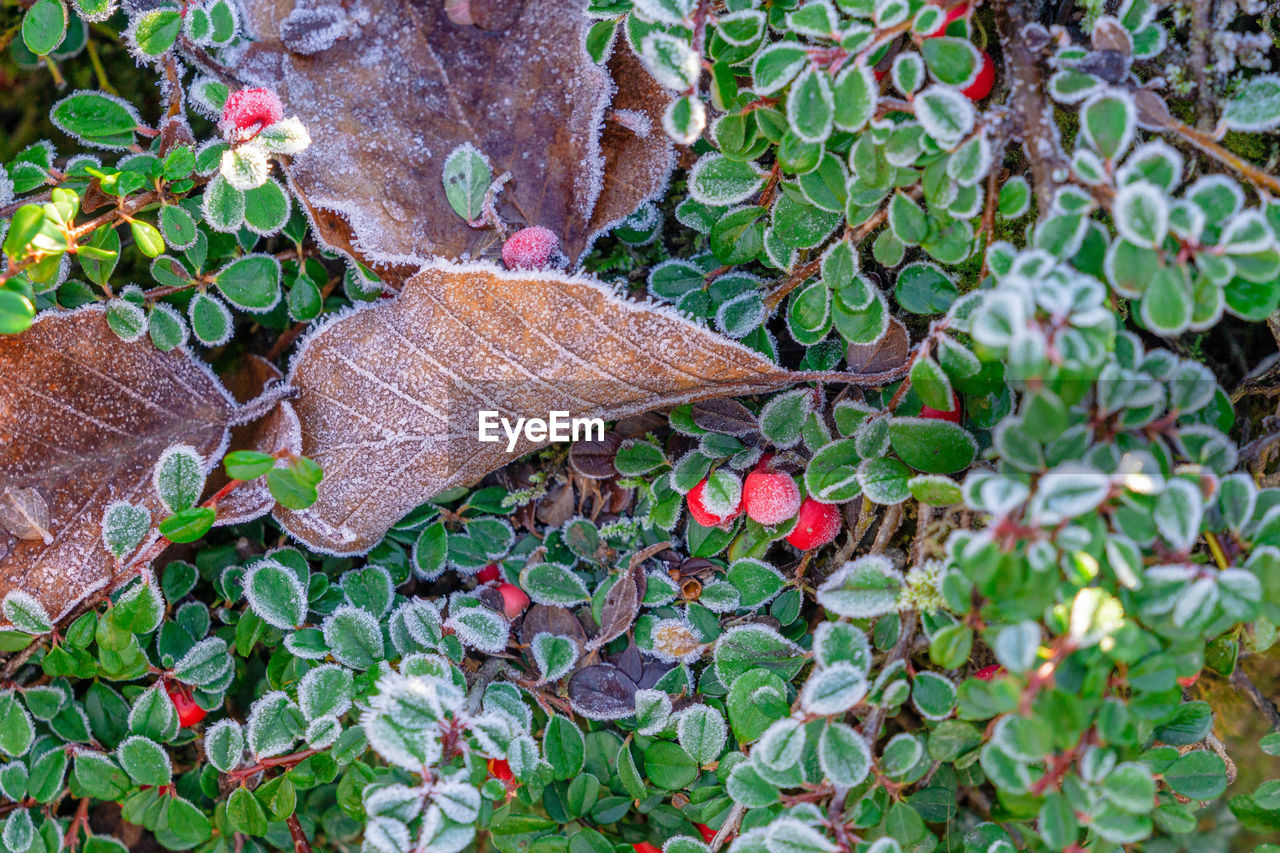 High angle view of dry leaves on field during winter