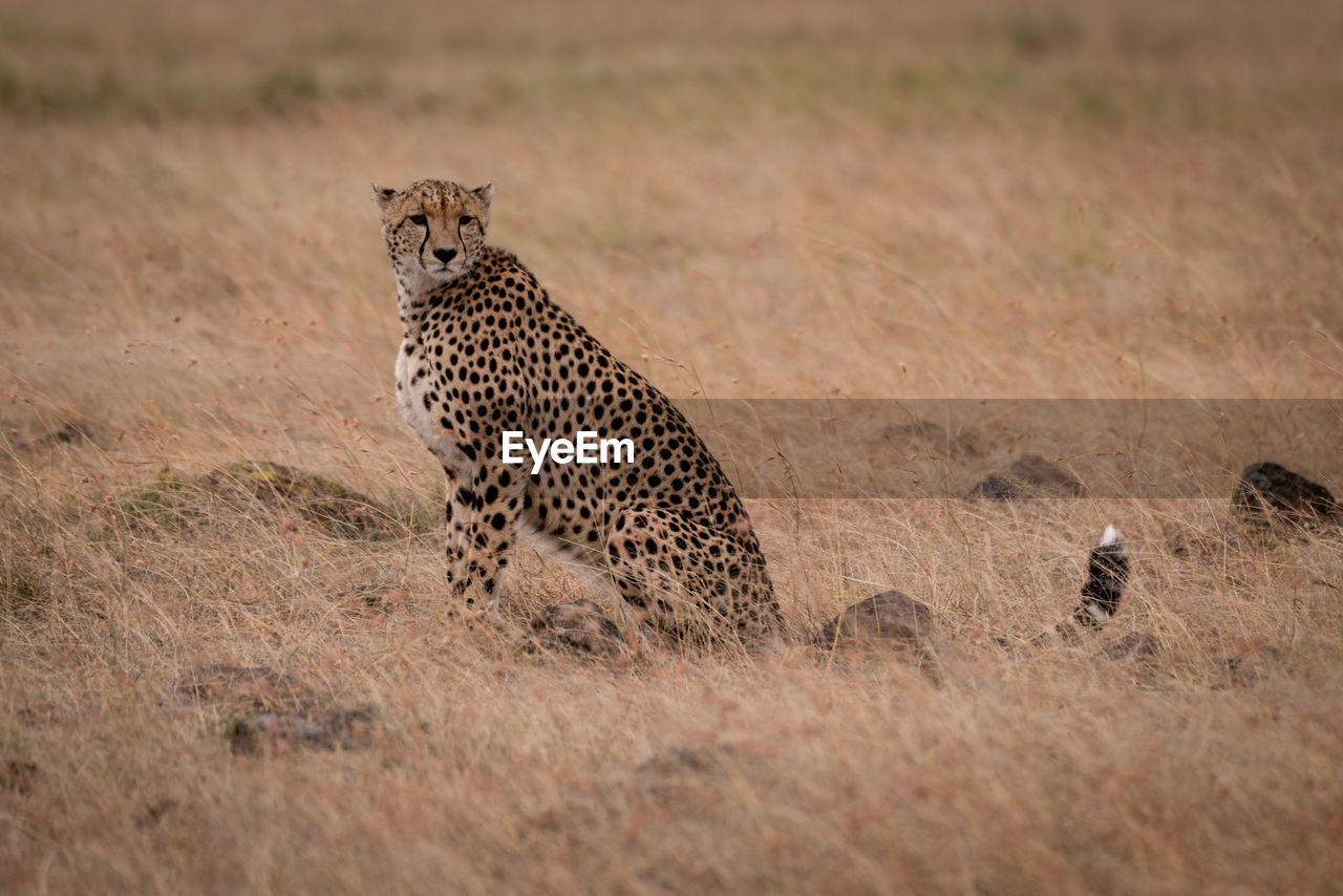 Cheetah sitting on field in zoo