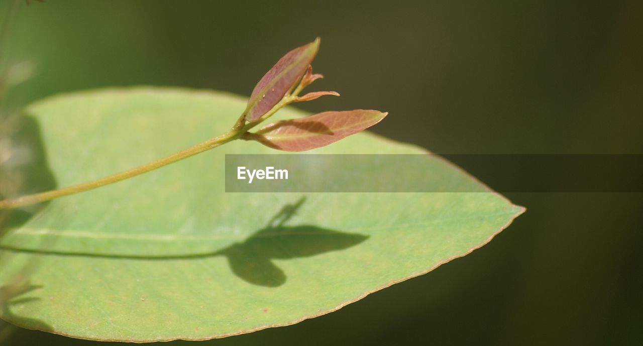 Close-up of leaves growing on twig