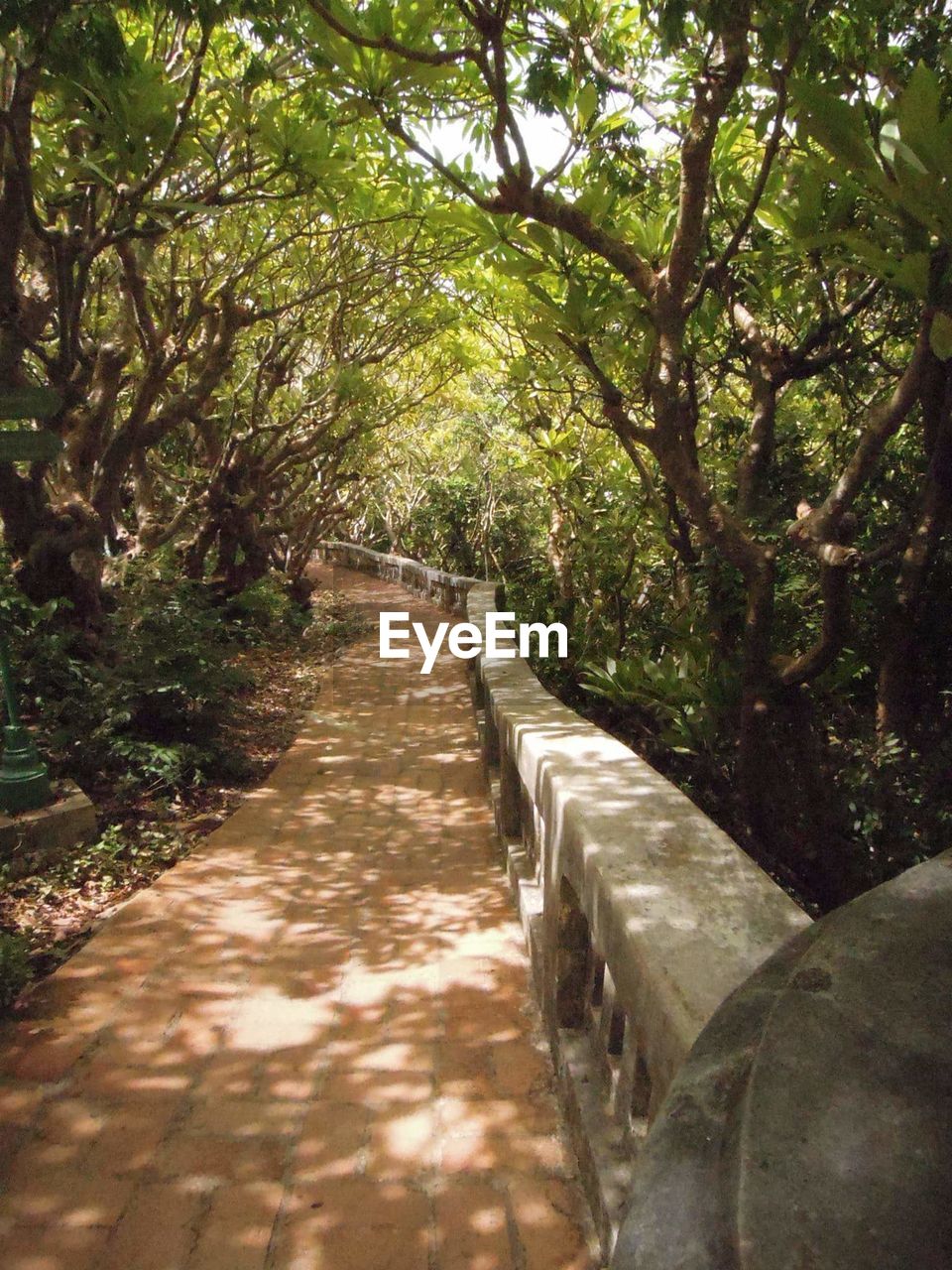 VIEW OF TREES IN PARK