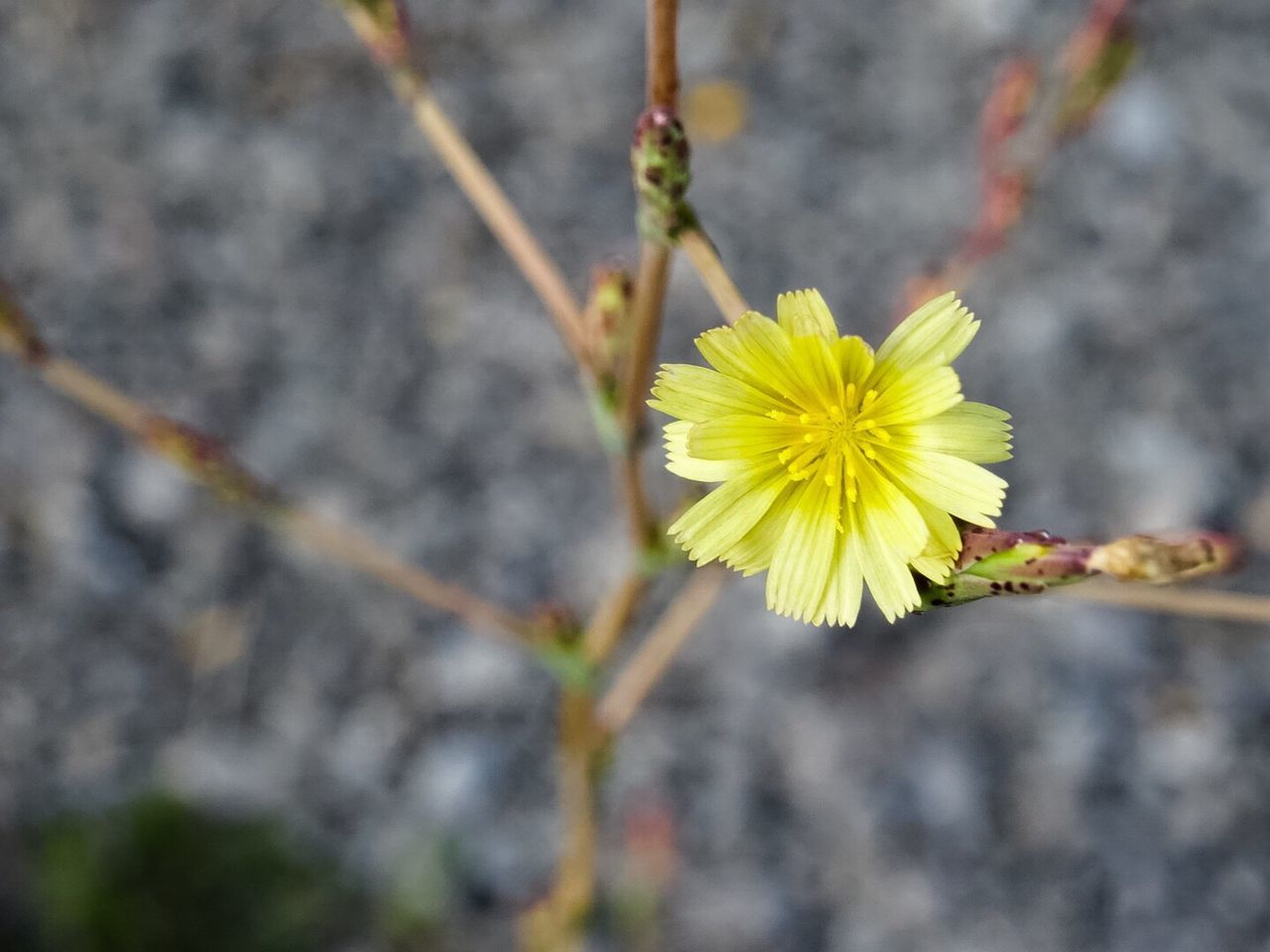 Close-up of yellow flower