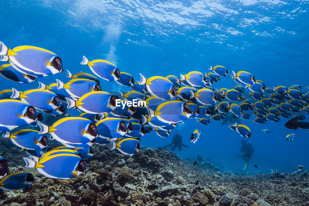 School of powderblue surgeonfish ,wide angle