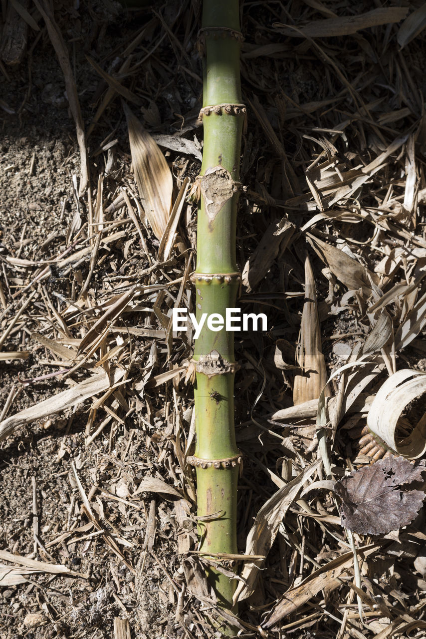 CLOSE-UP OF BAMBOO PLANT ON FIELD