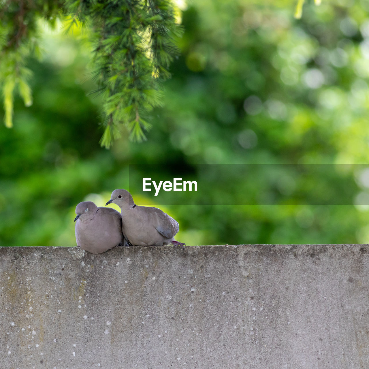 BIRD PERCHING ON RETAINING WALL