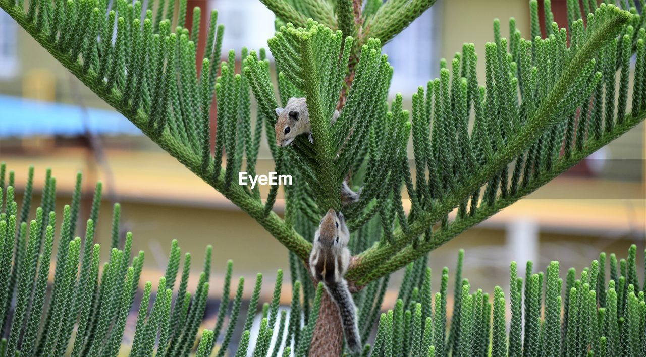Close-up of squirrels on plant
