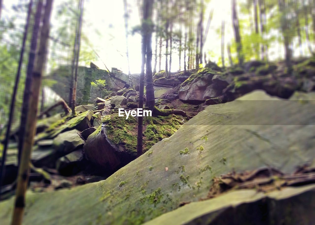 CLOSE-UP OF MOSS ON TREE TRUNK