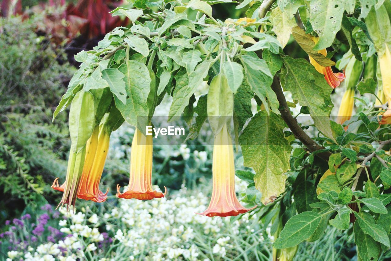 CLOSE-UP OF FOOD ON PLANT