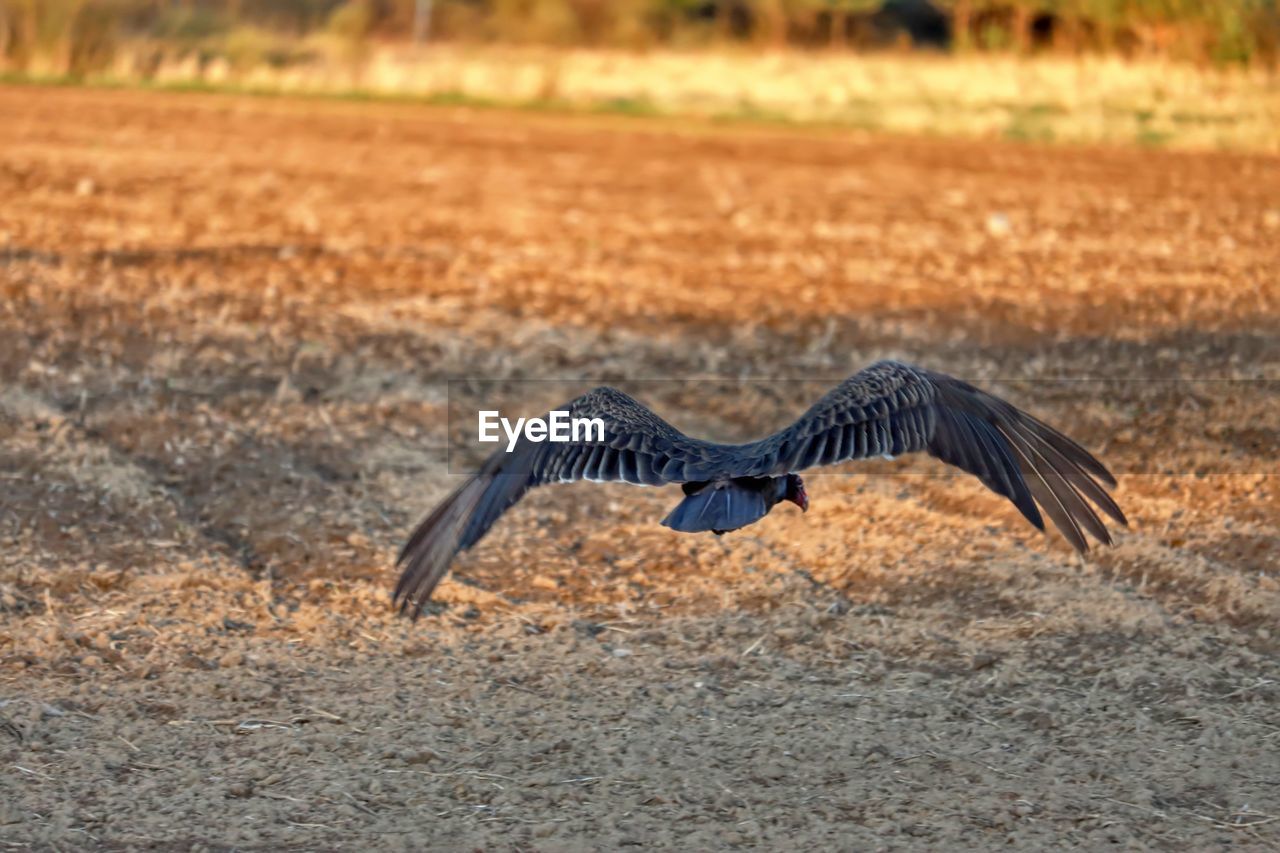 VIEW OF A BIRD FLYING