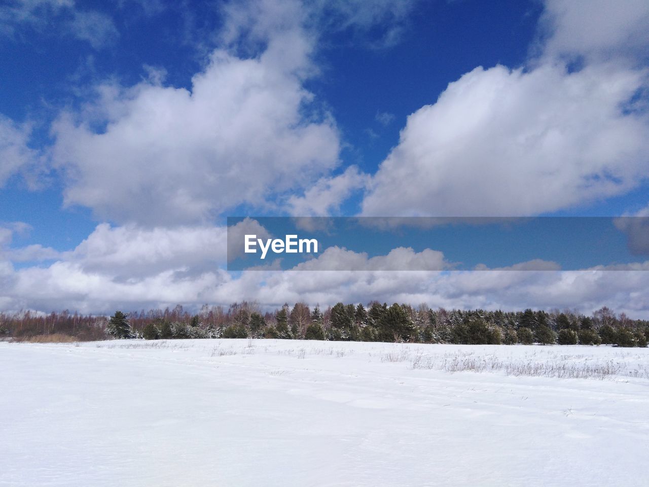 TREES ON SNOW FIELD AGAINST SKY