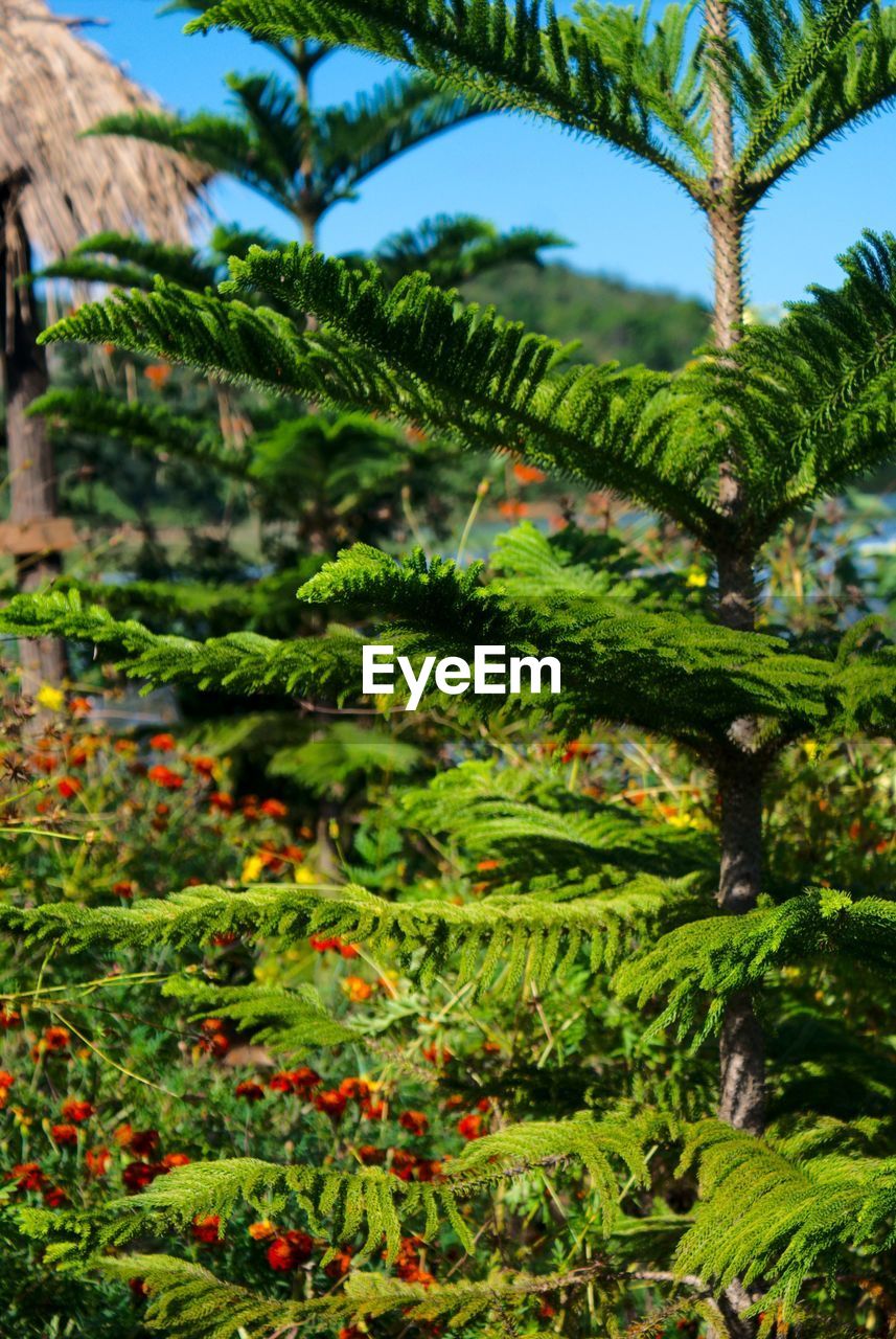 CLOSE-UP OF FRESH GREEN PLANTS AGAINST TREES