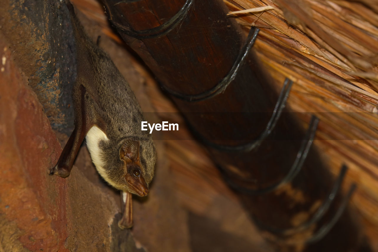 HIGH ANGLE VIEW OF A BIRD