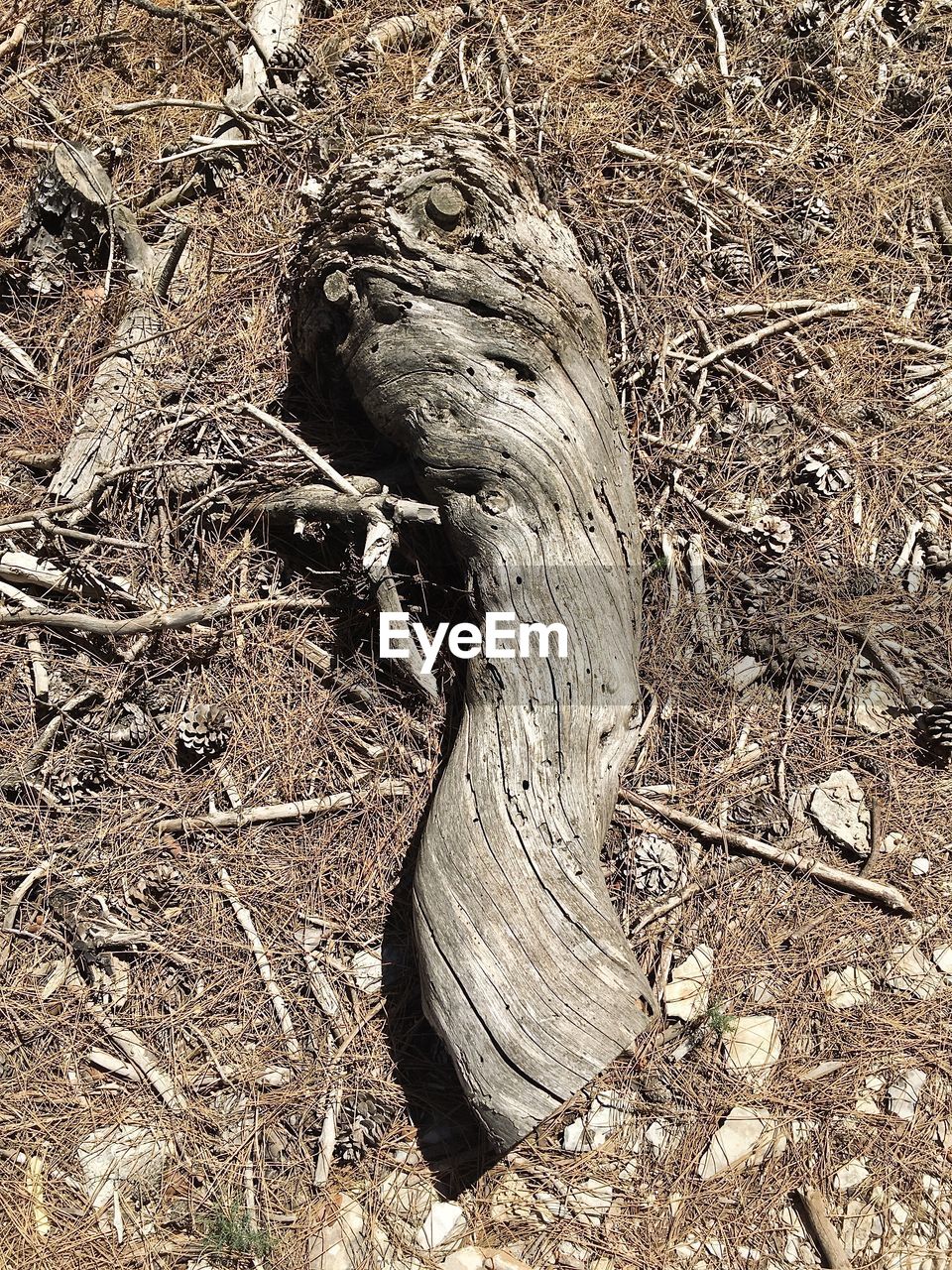 CLOSE-UP OF ROOTS ON TREE TRUNK
