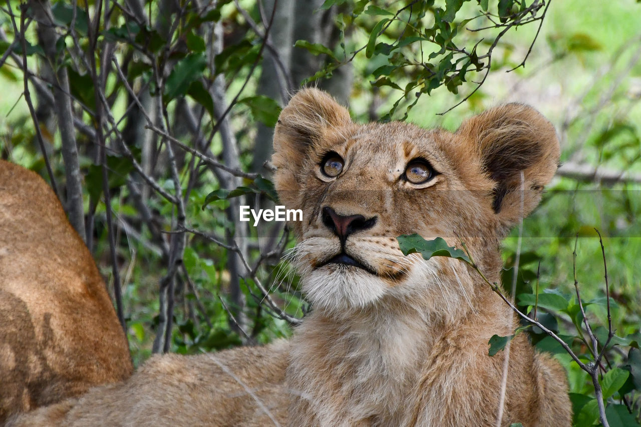 Wide eyed lion cub.
