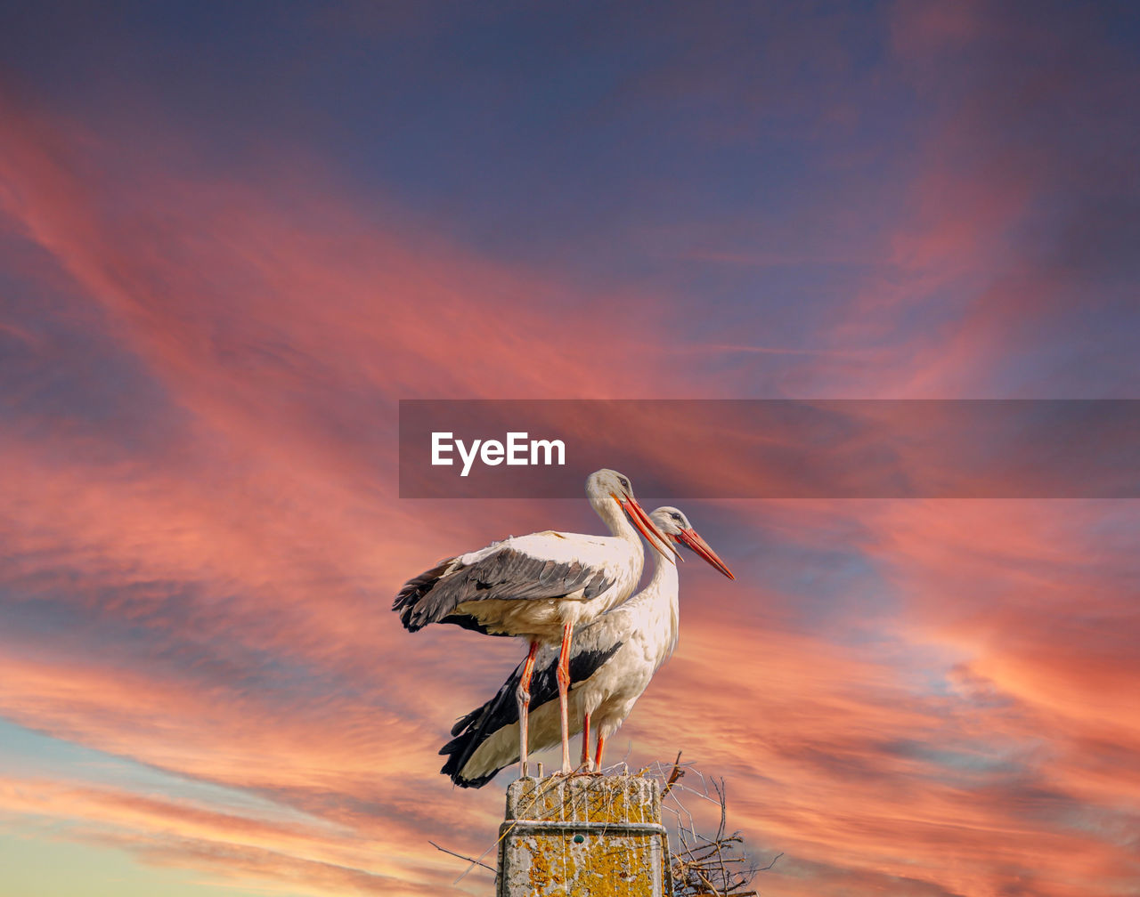 bird, animal themes, animal, sky, sunset, animal wildlife, wildlife, cloud, one animal, nature, no people, stork, seabird, beauty in nature, outdoors, orange color, perching, copy space