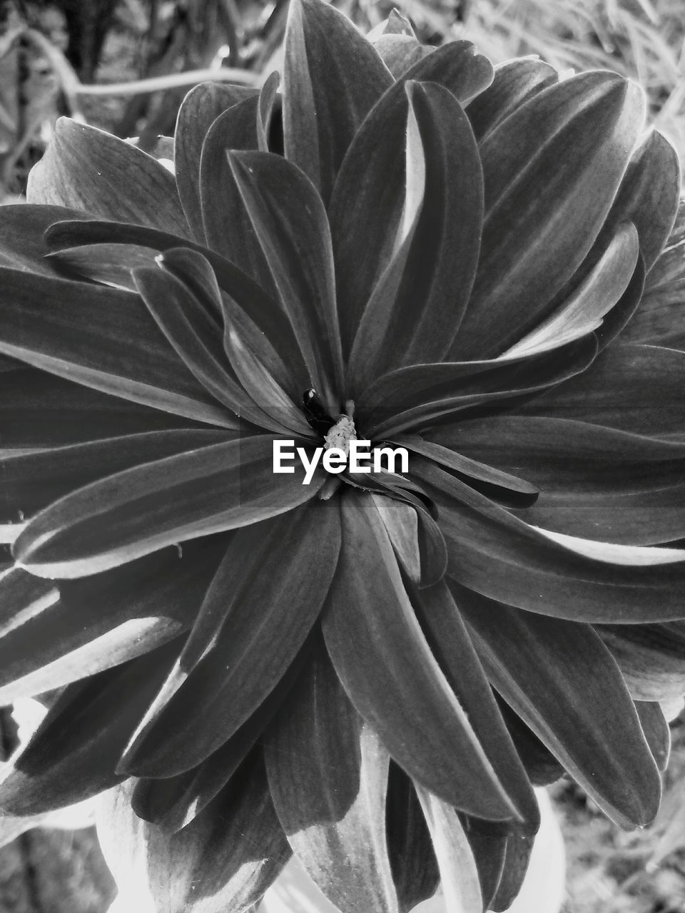 CLOSE-UP OF PINK FLOWER BLOOMING