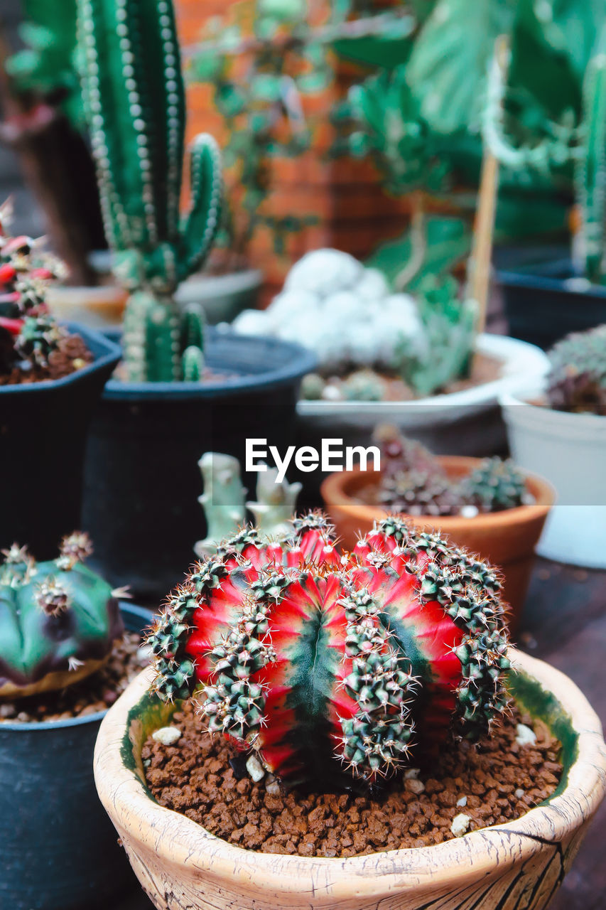 CLOSE-UP OF POTTED PLANT