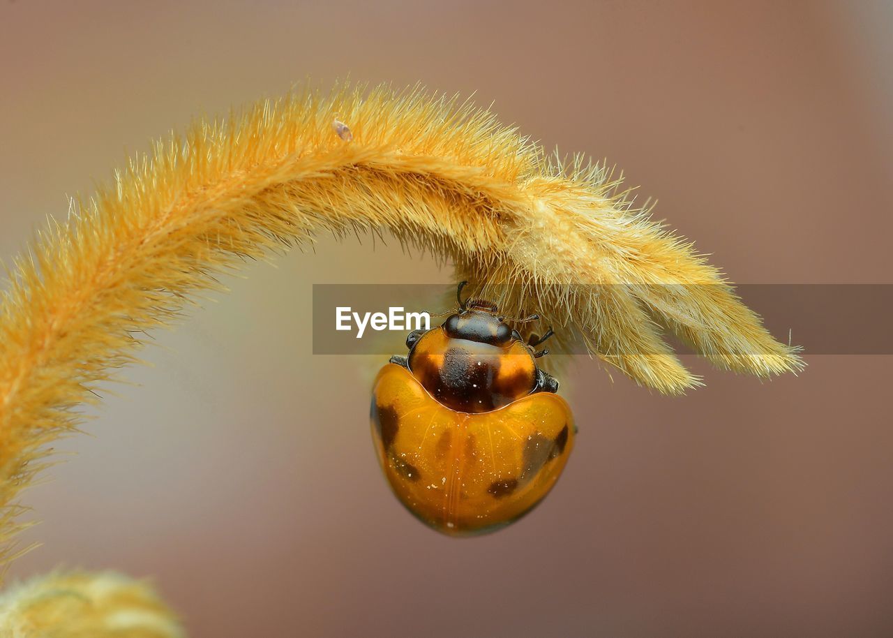 CLOSE-UP OF CATERPILLAR