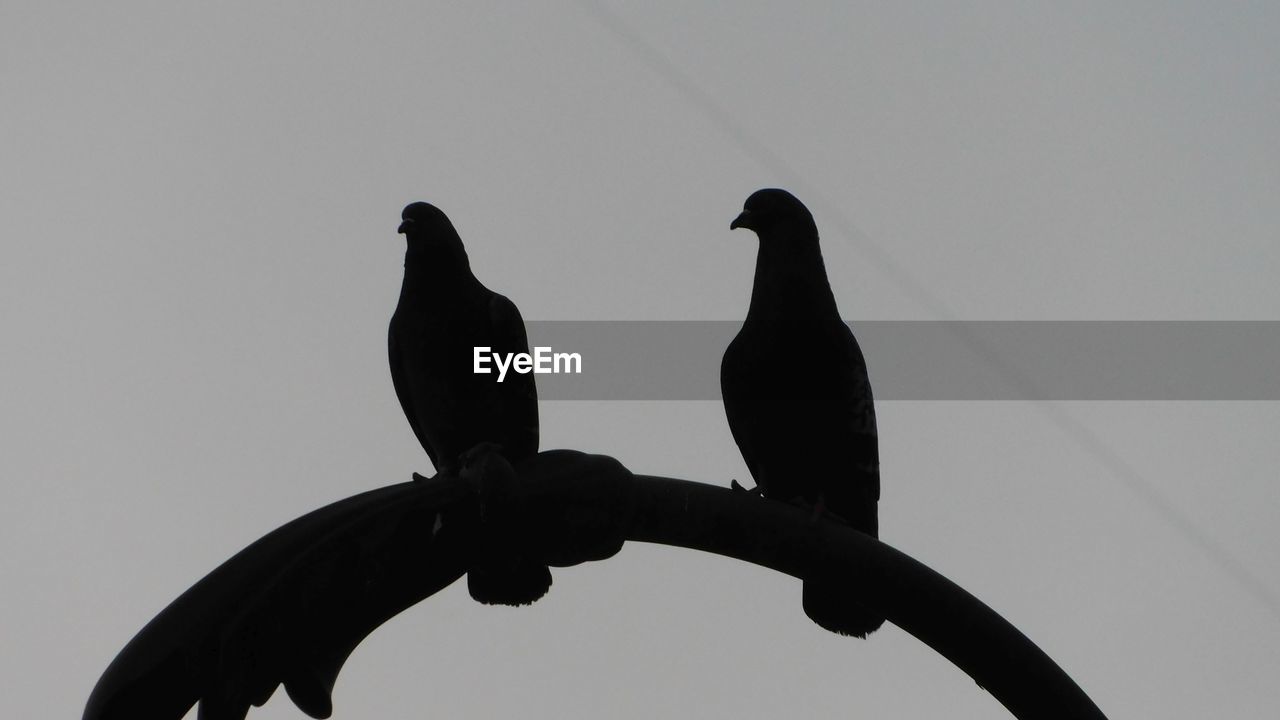 LOW ANGLE VIEW OF BIRDS PERCHING ON A SILHOUETTE OF A BIRD