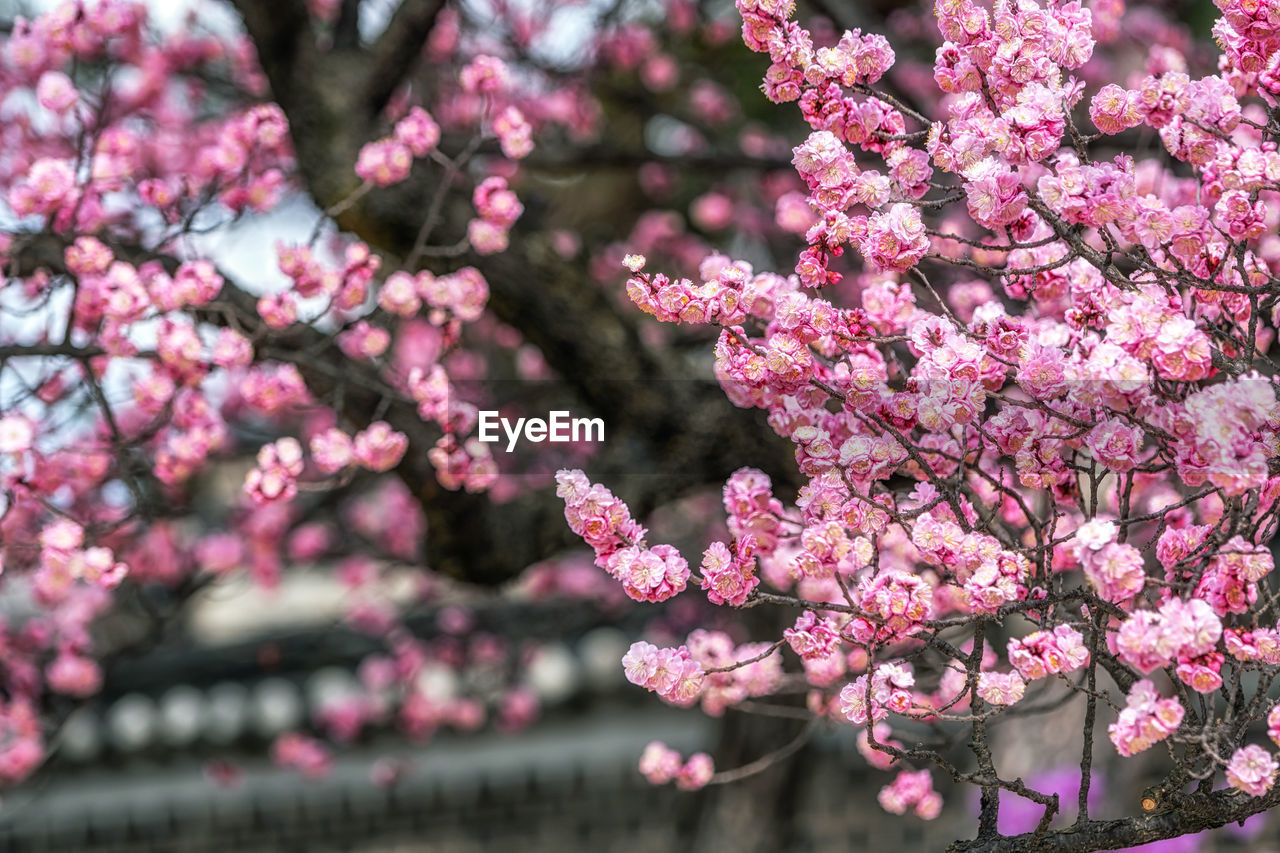 plant, flower, flowering plant, pink, blossom, tree, fragility, beauty in nature, springtime, freshness, growth, branch, cherry blossom, nature, spring, cherry tree, no people, day, outdoors, botany, focus on foreground, produce, close-up, inflorescence, petal, low angle view, culture, flower head, food, selective focus, plum blossom