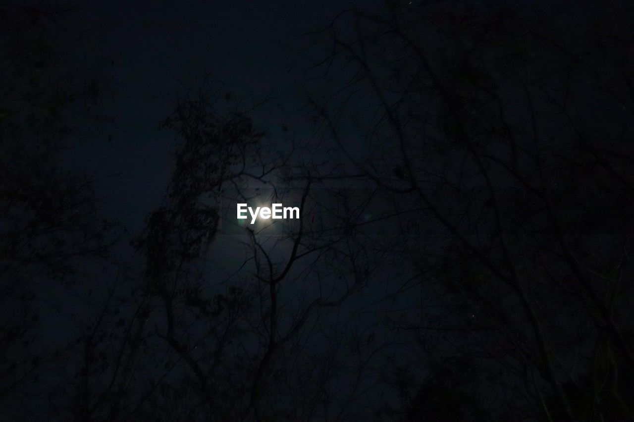 LOW ANGLE VIEW OF SILHOUETTE TREES AGAINST MOON AT NIGHT