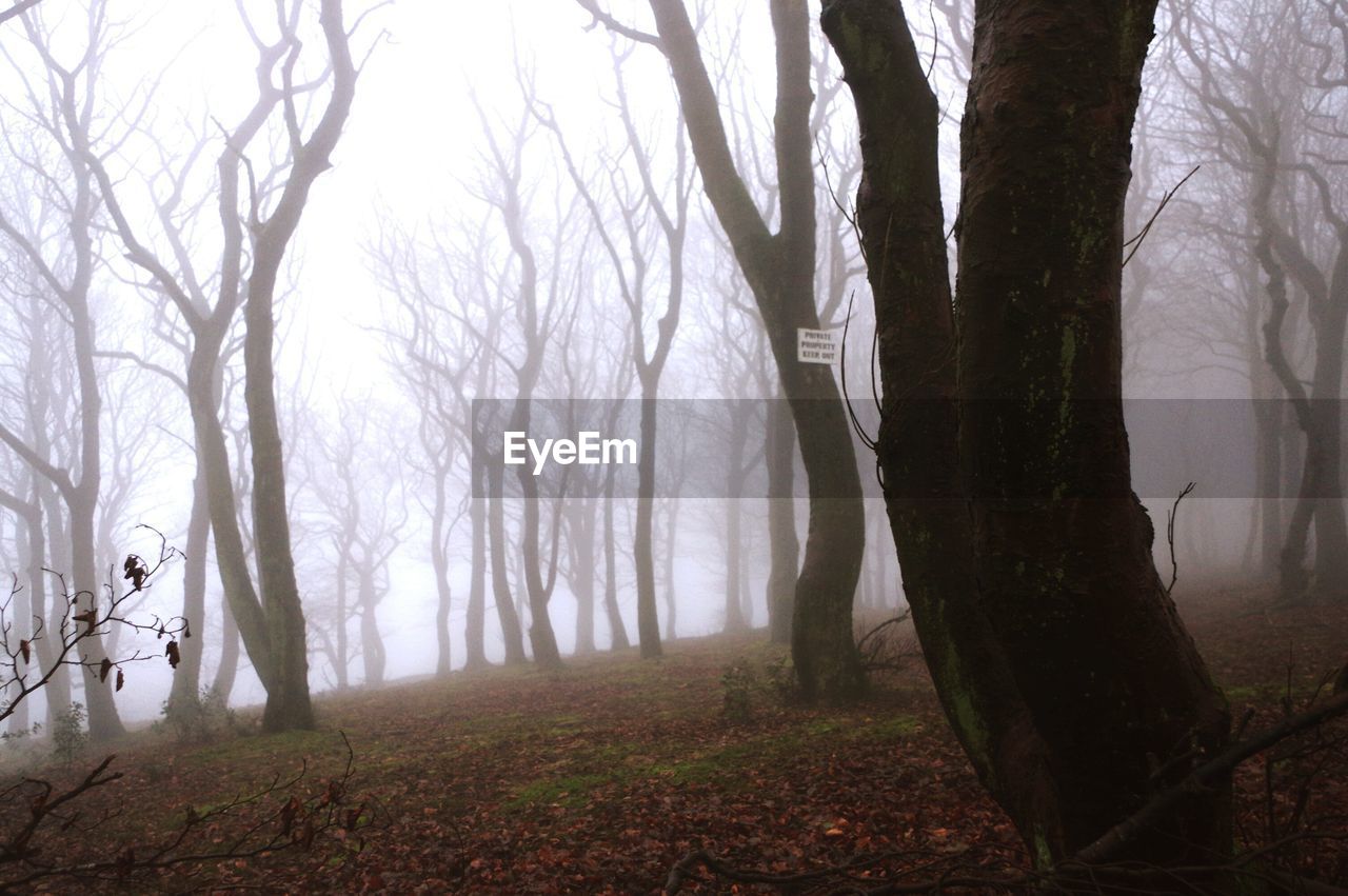 Trees in forest against sky