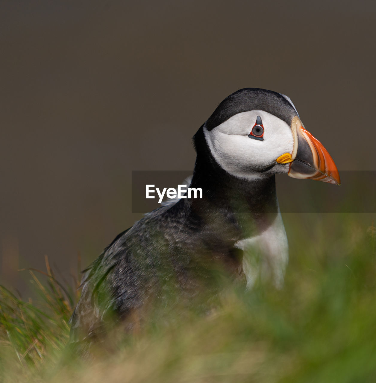 Single puffin portrait close up seabird showing black, white and orange marking, feathers and beak