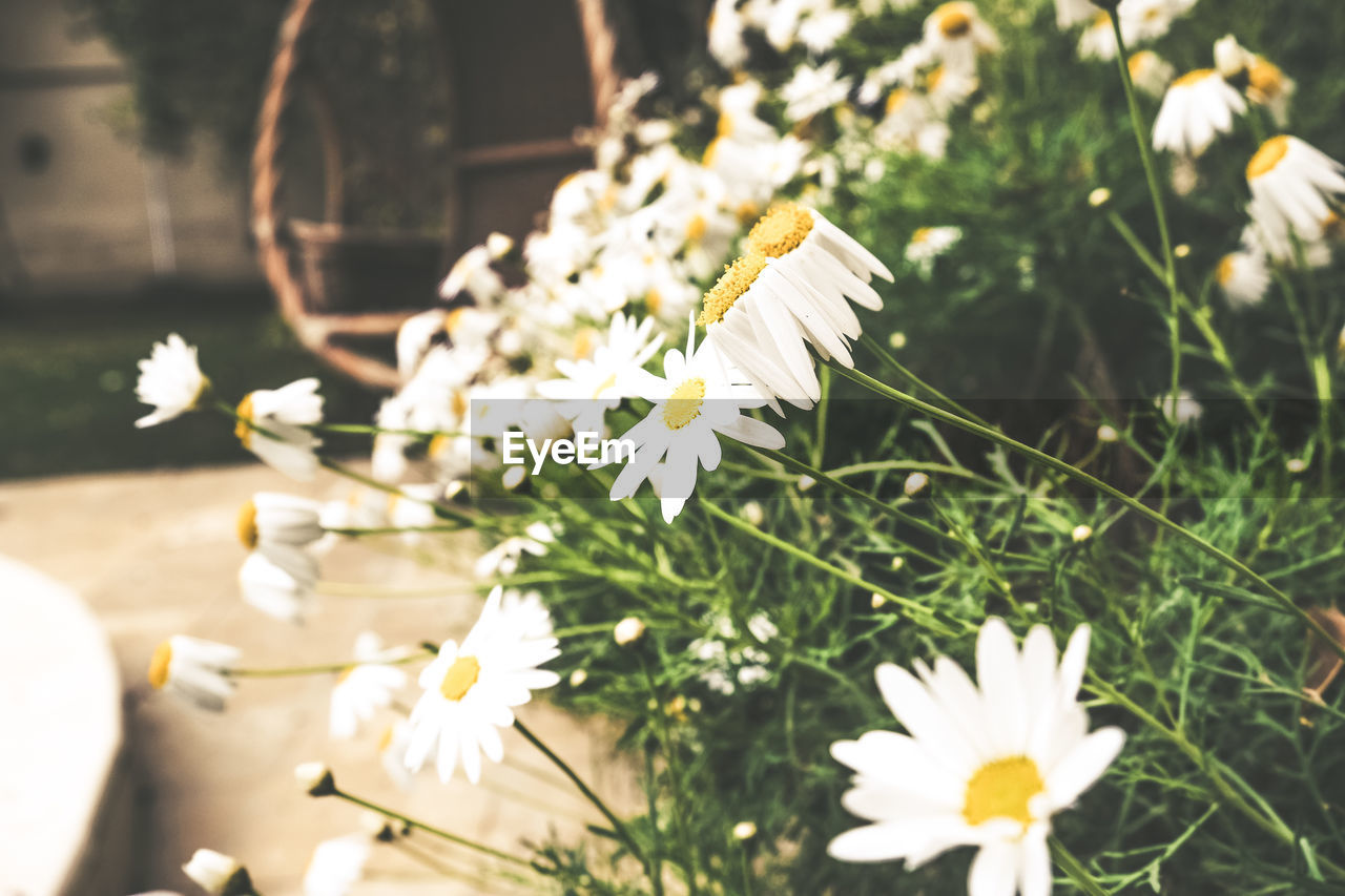 Close-up of white flowers blooming outdoors