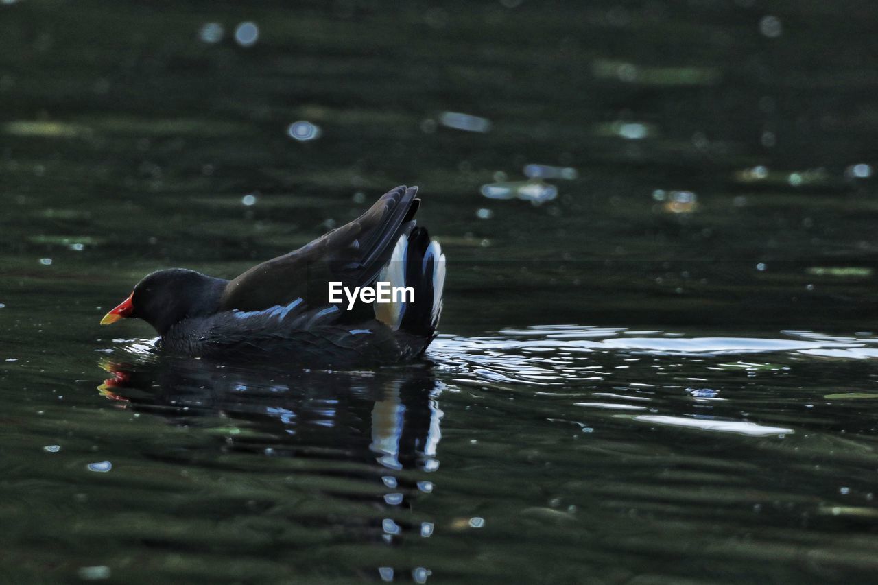 DUCK SWIMMING IN LAKE