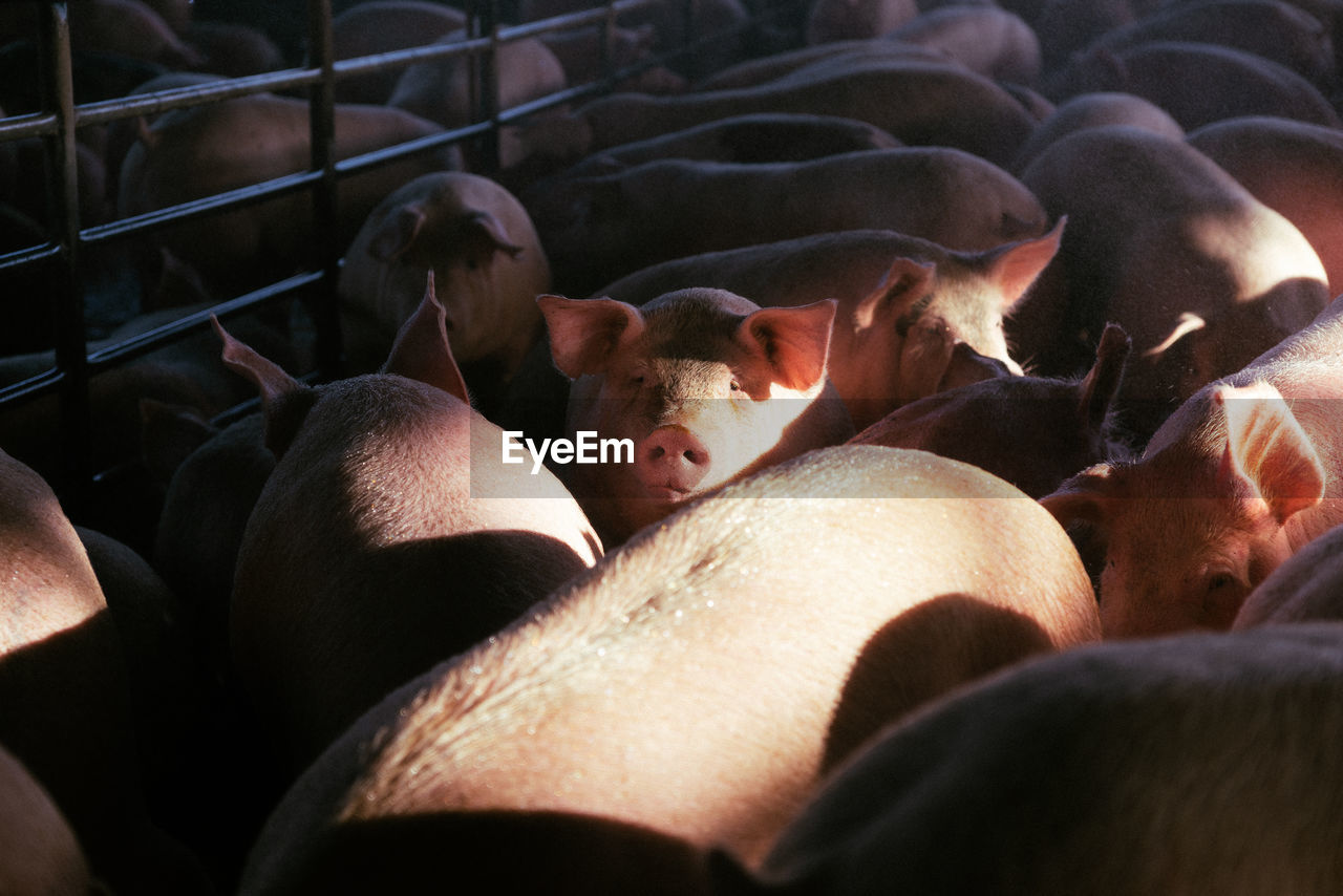 High angle view of pigs on cage