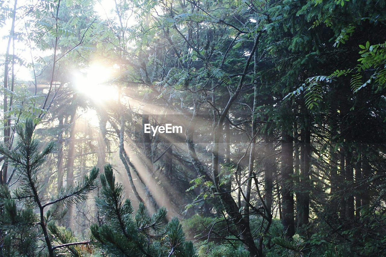 Sunlight streaming through trees in forest