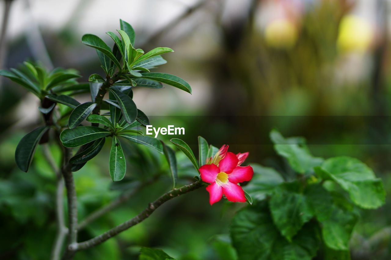 CLOSE-UP OF FLOWERING PLANT