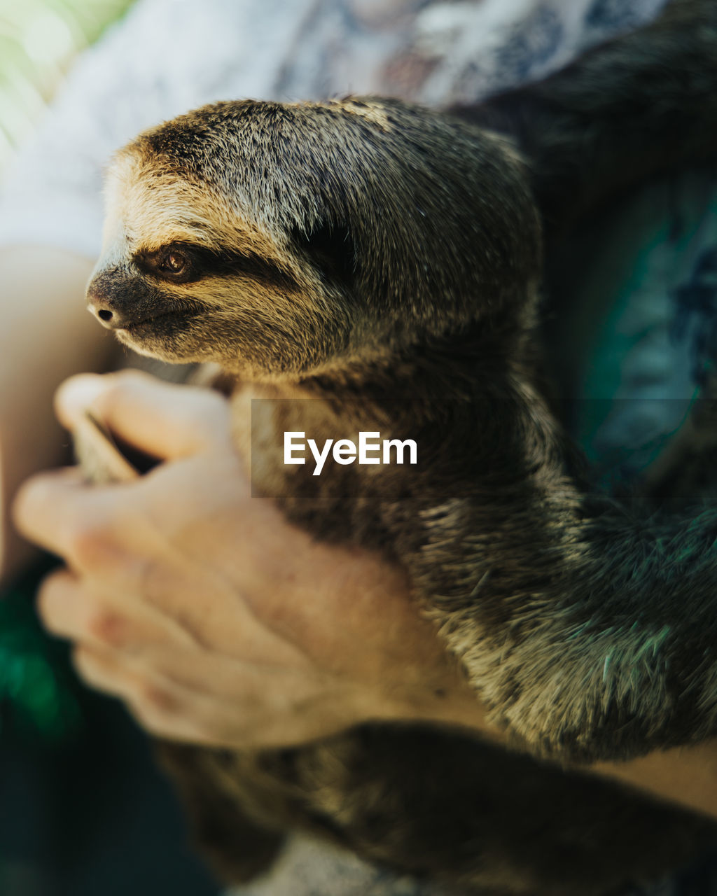 Close-up of a hand holding a sloth