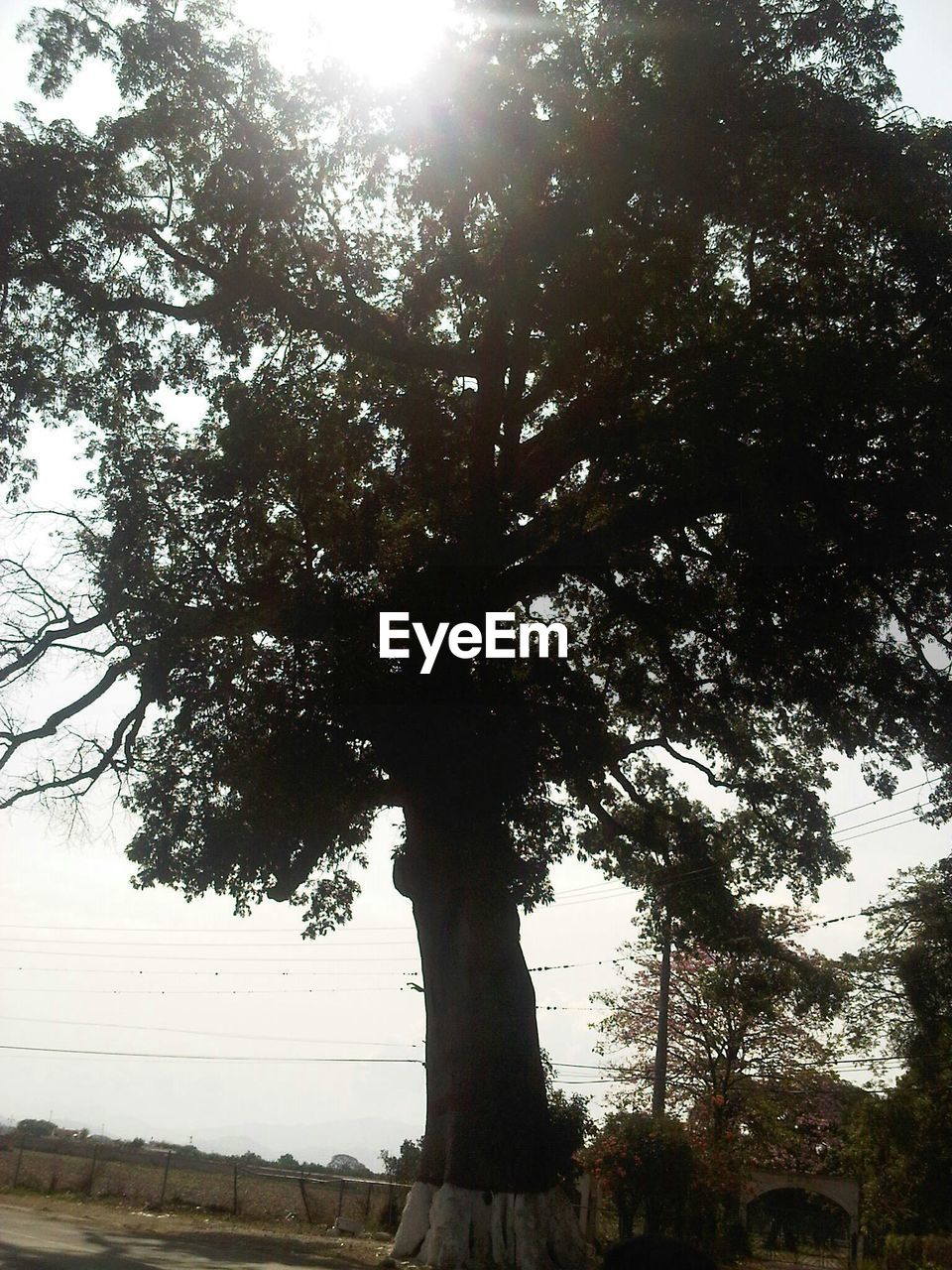 VIEW OF TREES AGAINST SKY