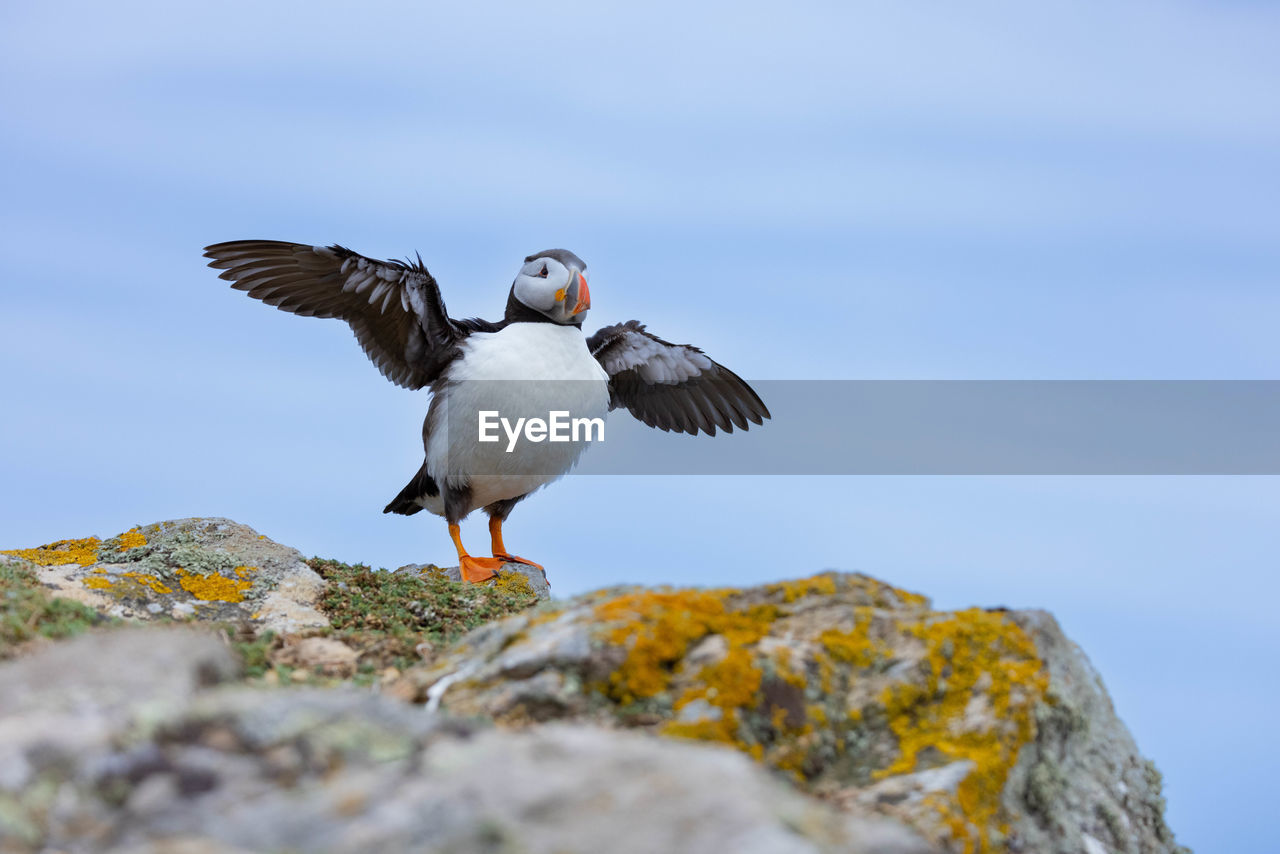 Puffin exercising his wing
