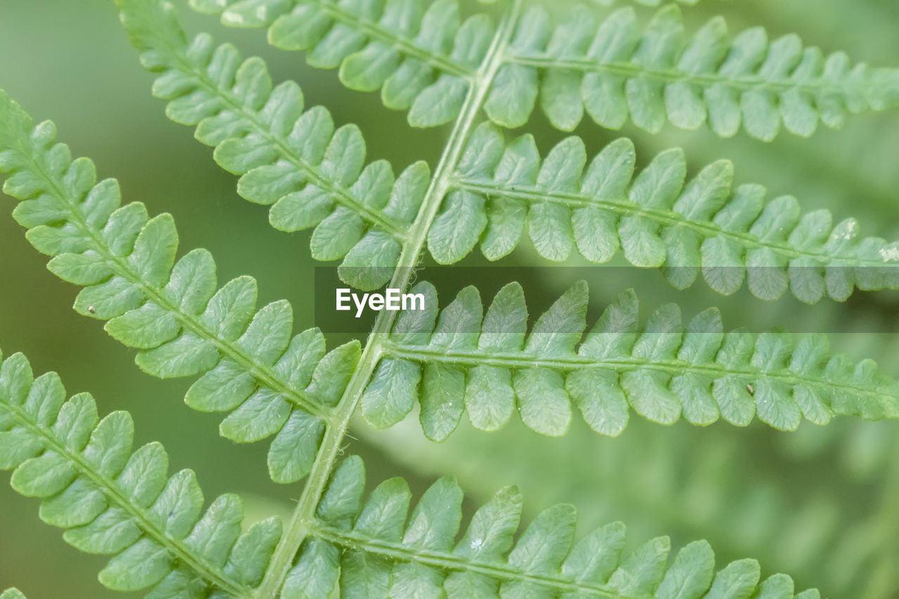 ferns and horsetails, green, fern, plant, leaf, nature, plant part, no people, close-up, beauty in nature, healthcare and medicine, plant stem, branch, flower, science, backgrounds, pattern, growth, environment, biology, outdoors, full frame