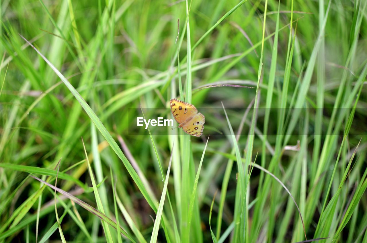 CLOSE-UP OF BUTTERFLY ON LEAF