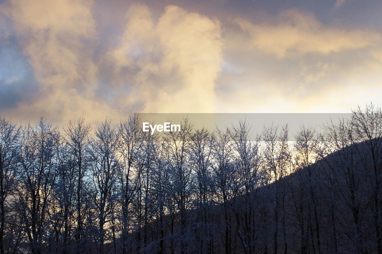 LOW ANGLE VIEW OF BARE TREES AGAINST SKY