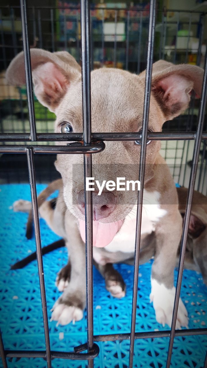 CLOSE-UP OF DOG LOOKING THROUGH FENCE